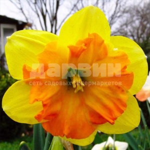 Луковица НВМ Нарцисс Тиритомба 10/12 кремовый 5шт