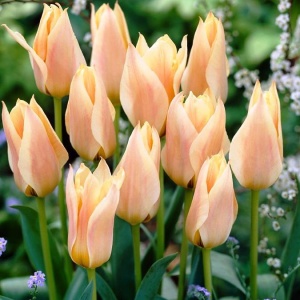 Луковица НВМ Тюльпан Литтл Герл 10/11 розовый 5шт