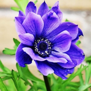 Клубень НВМ Анемона Мистер Фоккер 5/6 15шт