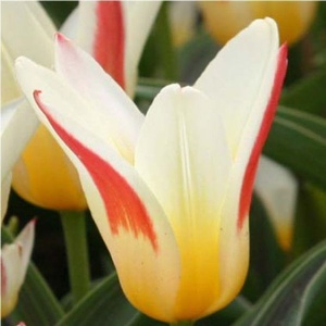 Луковица НВМ Тюльпан Джоанн Страусс 10/11 желтый 5шт