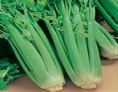 Семена сельдерей Парус черешковый 0,5г Агроуспех