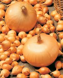 Лук-севок Сеншуй 10-21мм желтый Россия 0,5кг