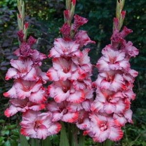 Луковица НВМ Гладиолус Грейхаунд 10/12 5шт/уп