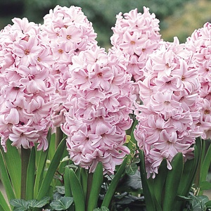 Луковица НВМ Гиацинт Фондант 14/15 розовый 3шт