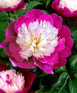 Корневище НВМ Пион Санта Фэ 2/3 1шт