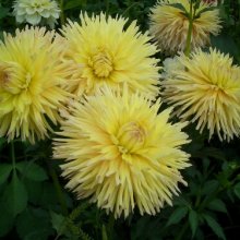 Клубень НВМ Георгина Шаровидная Фанни Фэйс 1шт