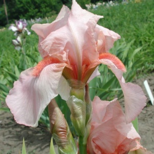 Корневище НВМ Ирис Германский Парадиз (I) 1шт