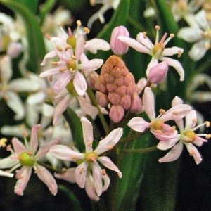 Луковица сцилла Бифолиа Розеа 5/+, 10 шт/уп