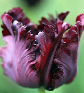 Луковица НВМ Тюльпан Блэк Пэррот 10/11 бордовый 5шт