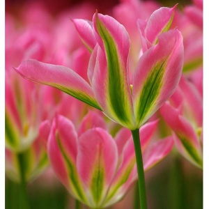 Луковица НВМ Тюльпан Виричик 11/12 розовый 5шт