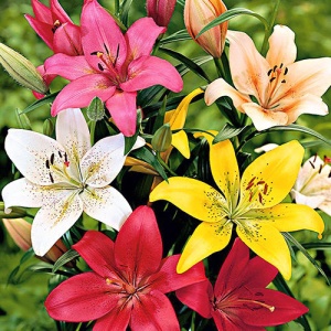 Луковица Лилии ЛА Микс , 8 шт/уп