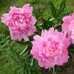 Корневище Пион Монсир Джулс Эли 1шт