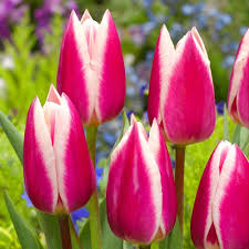 Луковица НВМ Тюльпан Силк Сюрпрайз 10/11 бело-розовый 5шт