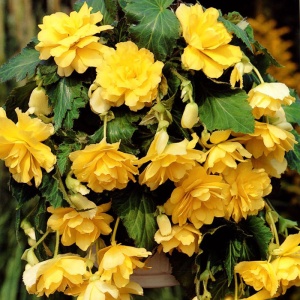 Клубень НВМ Бегония Йеллоу 4/5 2шт