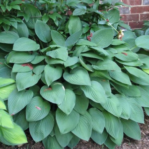 Корневище НВМ Хоста Гиацинтина Фортуна (II) 1шт