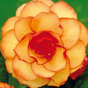 Клубень НВМ Бегония Пикоти Йеллоу/Рэд 5/6 2шт