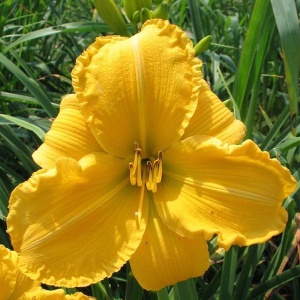 Корневище НВМ Лилейник Йеллоу (II) 1шт