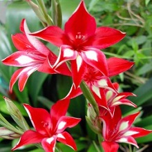 Луковица НВМ Гладиолус Мини Робинетта 9/+ 5шт