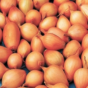 Лук-севок Центурион 10-21мм желтый Германия 0,5кг