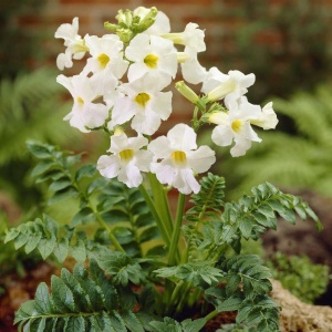 Корневище Инкарвиллея Сноутоп, 2шт/уп