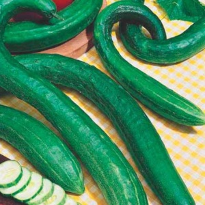 Семена огурец Зеленый Змей F1 Авторские 0,5г Гавриш