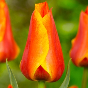 Луковица НВМ Тюльпан Компостелла 11/12 желто-красный 5шт