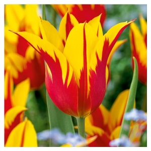 Луковица НВМ Тюльпан Файер Вингс 10/11 красный 5шт