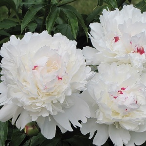 Корневище Пион Фестива Максима 1шт