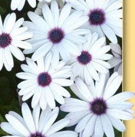 Семена цветов остеоспермум Небо и лед 0,2г Агроуспех