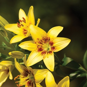 Луковица Лилия Йеллоу Пиксельс 2шт/уп