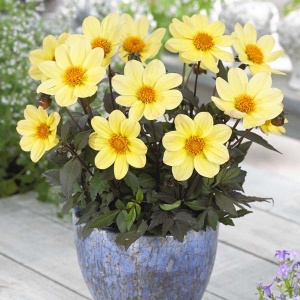 Клубень HBM Георгина Хэппи Дейс Лемон 1шт/уп