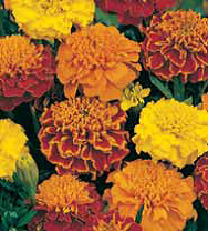 Семена цветов Бархатцы (Тагетес) Маленький герой 0,2г Агроуспех