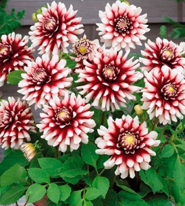 Клубень НВМ Георгина Декоративная Сидлерштольце (II) 1шт