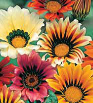 Семена цветов гацания Солнечный свет 7шт Агроуспех