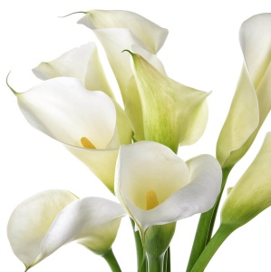 Клубень НВМ Калла Вайт 12/14 1шт