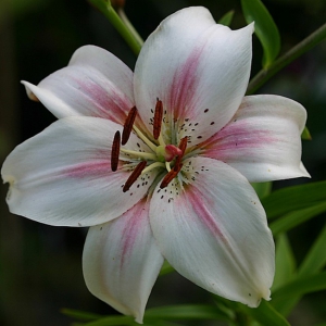 Луковица НВМ Лилия Азиатская Марсель 10/12 2шт