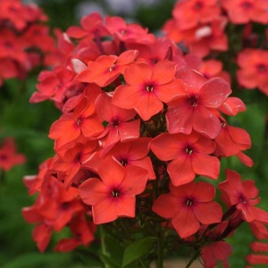 Корневище НВМ Флокс Орандж (I) 1шт