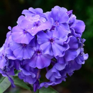 Корневище НВМ Флокс Метельчатый Блю (I) 1шт