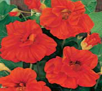 Семена цветов настурция Пламя 2г Агроуспех