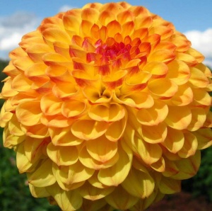 Клубень НВМ Георгина Шаровидная Санни Бой (II) 1шт