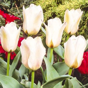 Луковица НВМ Тюльпан Альбион Стар 11/12 кремовый 5шт