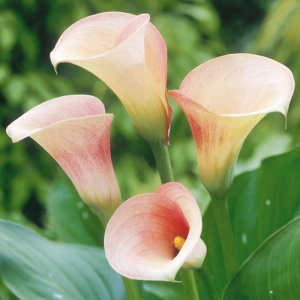 Корневище Калла Руби Лайт Пинк Айс, 1шт/уп