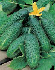 Семена огурец Пасалимо ранний F1 7шт Агроуспех