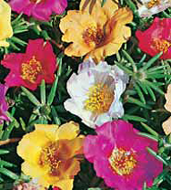 Семена цветов портулак Яркий коврик 0,1г Агроуспех