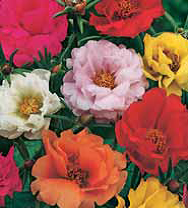 Семена цветов портулак Махровая смесь окрасок 0,05г Агроуспех