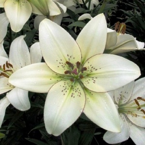 Луковица НВМ Лилия Айлайнер 12/14 3шт/уп