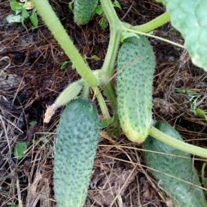 Семена огурец Изумрудные ежки корнишон F1 Авторские 1+1 20шт Гавриш