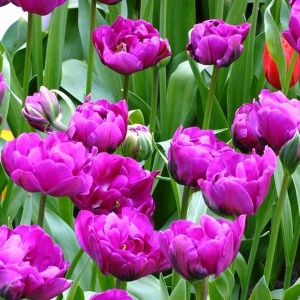 Луковица НВМ Тюльпан Негрита Дабл 11/12 фиолетовый 5шт