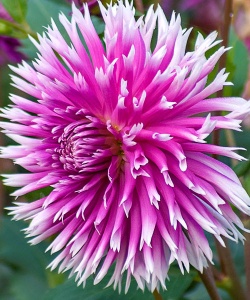 Клубень НВМ Георгина Кактусовидная Тэйбл Данс 1шт