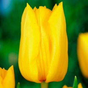 Луковица НВМ Тюльпан Стронгголд 10/11 желтый 5шт